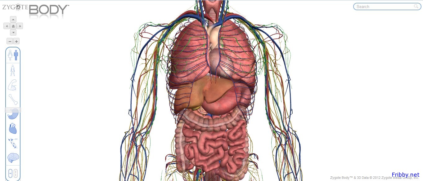 Zygoye Body Google Body Il Corpo Umano In 3d Fribby Net